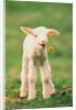 Lamb holding dandelion in mouth by Anonymous