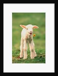 Lamb holding dandelion in mouth by Anonymous