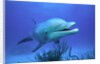 Bottlenose Dolphin by Anonymous