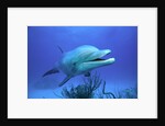 Bottlenose Dolphin by Anonymous