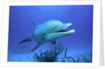 Bottlenose Dolphin by Anonymous