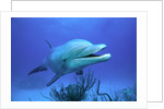Bottlenose Dolphin by Anonymous