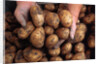Potato harvest by Anonymous