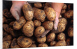 Potato harvest by Anonymous