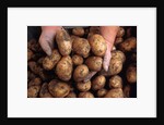 Potato harvest by Anonymous
