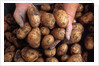 Potato harvest by Anonymous