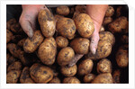 Potato harvest by Anonymous