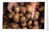 Potato harvest by Anonymous