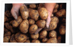 Potato harvest by Anonymous