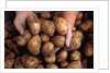 Potato harvest by Anonymous