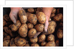 Potato harvest by Anonymous