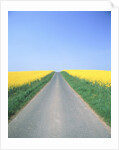 Country road between cole fields by Anonymous