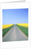 Country road between cole fields by Anonymous