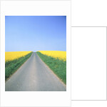 Country road between cole fields by Anonymous