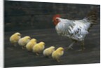 Hen with her chicken by Anonymous