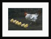 Hen with her chicken by Anonymous