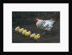 Hen with her chicken by Anonymous