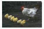 Hen with her chicken by Anonymous