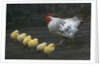 Hen with her chicken by Anonymous