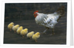 Hen with her chicken by Anonymous