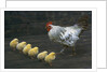Hen with her chicken by Anonymous