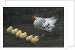 Hen with her chicken by Anonymous