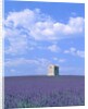 Blooming lavender and stone house in France by Anonymous
