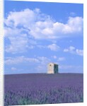 Blooming lavender and stone house in France by Anonymous