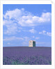 Blooming lavender and stone house in France by Anonymous
