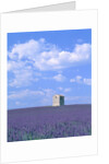 Blooming lavender and stone house in France by Anonymous