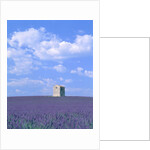 Blooming lavender and stone house in France by Anonymous