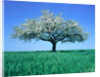 Blossoming Tree in Field by Anonymous