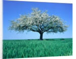 Blossoming Tree in Field by Anonymous