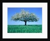 Blossoming Tree in Field by Anonymous