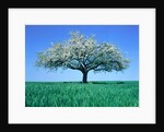 Blossoming Tree in Field by Anonymous