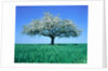 Blossoming Tree in Field by Anonymous