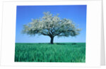 Blossoming Tree in Field by Anonymous