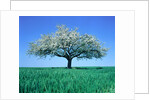 Blossoming Tree in Field by Anonymous