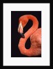 American flamingo by Anonymous