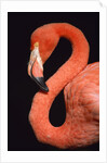 American flamingo by Anonymous