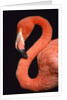 American flamingo by Anonymous