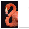American flamingo by Anonymous