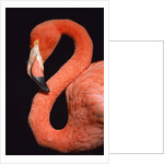 American flamingo by Anonymous