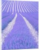 Blooming lavender in lines by Anonymous