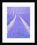 Blooming lavender in lines by Anonymous