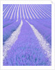 Blooming lavender in lines by Anonymous