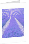 Blooming lavender in lines by Anonymous