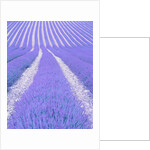 Blooming lavender in lines by Anonymous