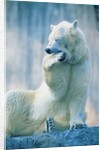 Polar bear yawning in zoo enclosure by Anonymous