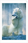 Polar bear yawning in zoo enclosure by Anonymous